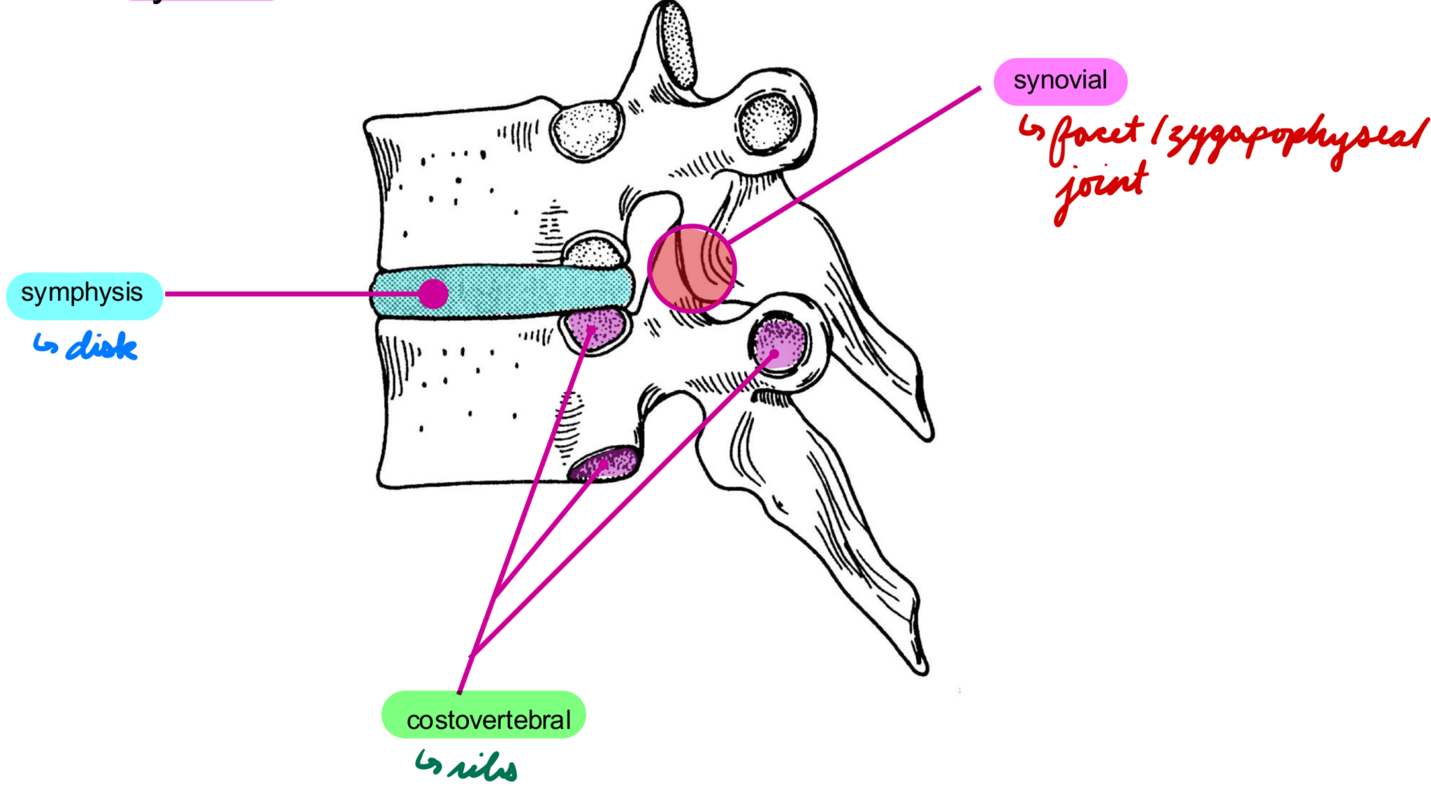 <p>Synovial joints</p><p>Between vertebral body + rib</p>