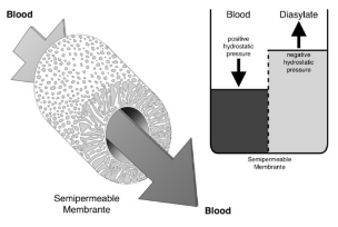 <p>Movement of water across a membrane due to transmembrane pressure gradient </p>