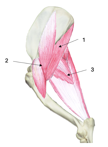 <p>What muscle group is this?</p><p>What muscles are these?</p>