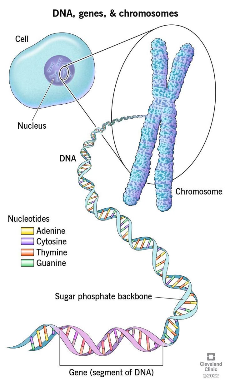 <p>A section of DNA that codes for the production of one protein.</p>