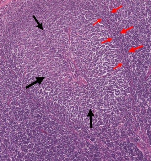 <p>What is the structure pictured in the slide (red & black arrows)? (Canine Lymph Node)</p>