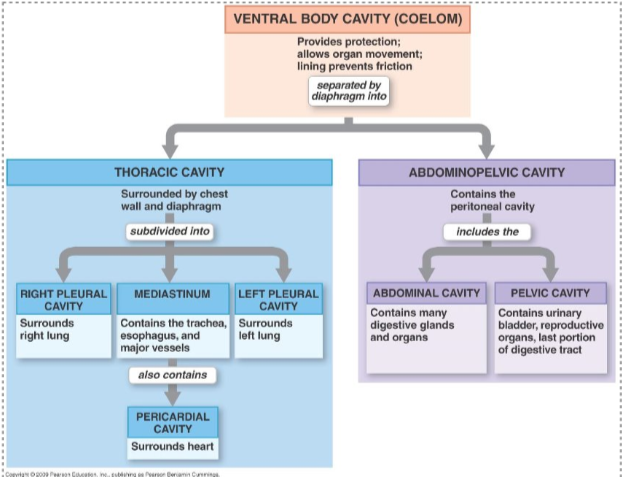 <p><em>Separated by muscular diaphragm</em></p><p>1) Thoracic Cavity</p><ul><li><p><em>Divided into 3 pleural cavities: </em></p></li><li><p>1) Left pleural cavity = Surrounds left lung</p></li><li><p>2) Mediastinum = In middle (includes esophagus, trachea, thymus, others, AND pericardial cavity which surrounds the heart) </p></li><li><p>3) Right pleural cavity = Surrounds right lung</p></li></ul><p>2) Abdominopelvic Cavity </p><ul><li><p>1) Abdominal Cavity = Contains digestive viscera (or organs)</p></li><li><p>2) Pelvic Cavity = Contains distal portion of digestive tract, urinary bladder, and reproductive organs</p></li></ul><p></p>