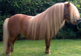 <p>welk type paard is dit</p>