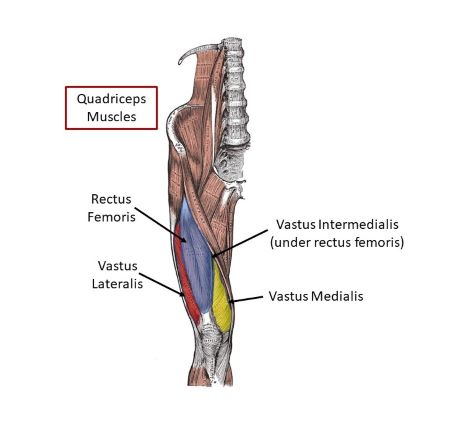 <p>origin → anterior inferior iliac spine, supraacetebular groove</p><p>insertion → tibial tuberosity via patellar ligament, patella</p><p>action → thigh flexion at the hip joint, leg extension at the knee joint</p><p>innervation → femoral nerve (L2-L4)</p><p>blood supply → femoral, lateral femoral circumflex, superficial circumflex iliac arteries</p>