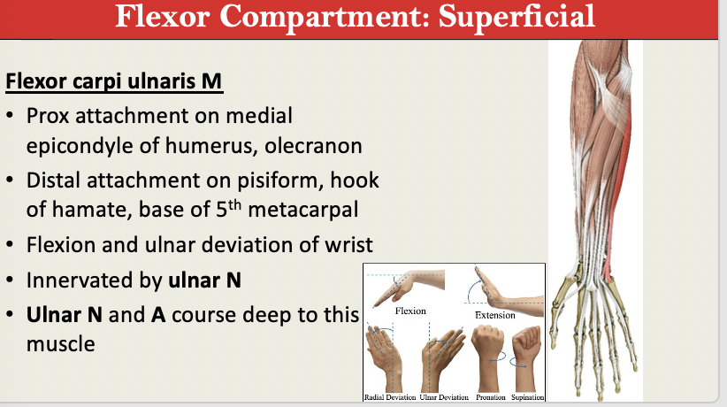 <p>M: Flex + Ulnar Dev of Wrist <br>N: Ulnar N<br>PA: Medial Epicondyle + Olecranon<br>PD: Pisiform + Hook of Hamate + MC B5<br>G:Flexor Superficial</p><p></p>
