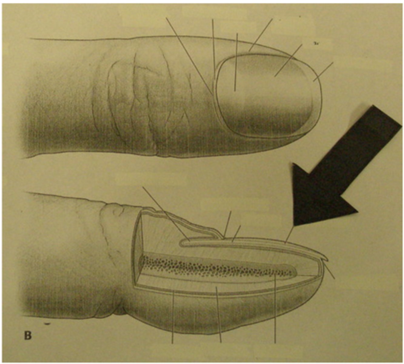 <p>Identify the structure</p>