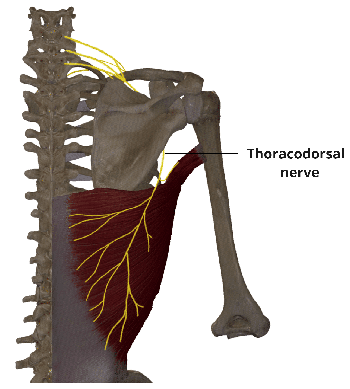<p>Shoulder extension, adduction, internal rotation </p>