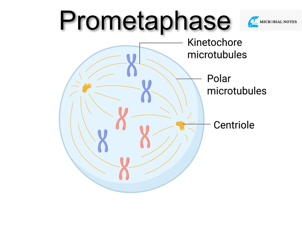 <ul><li><p>Nuclear envelope disintegrates</p></li><li><p>Kinetochore appears at the centromere of each chromatid</p></li><li><p>Spindle fibers attach to the kinetochore</p></li></ul><p></p>