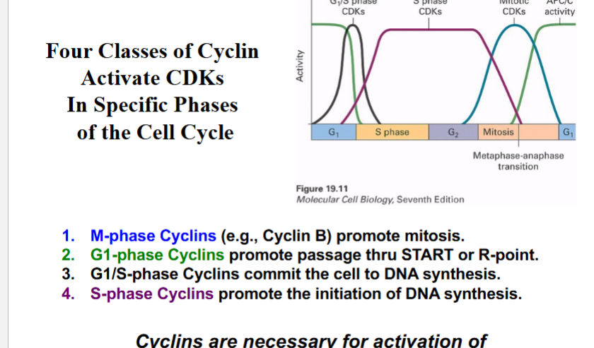 <p><span style="background-color: transparent;">Four Classes of Cyclins</span></p>