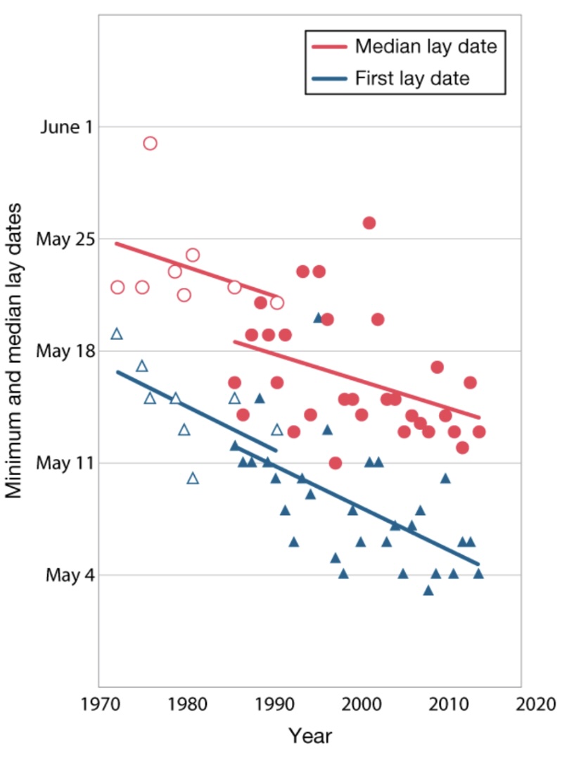 <p><span style="background-color: transparent;">One of the effects of climate change is the dramatic shift in annual temperature, which has led many animals to change their migration patterns and thus alter the timing of reproduction when they return to their spring range. One such example is that of tree swallows. Refer to the graph below, which shows the change in egg laying dates for tree swallows.</span></p>