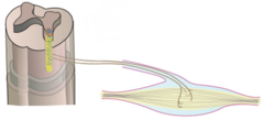 <p>Motor neuron pool</p>