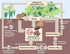 <p>Converts nitrogen in the air to ammonium, biologically available</p>