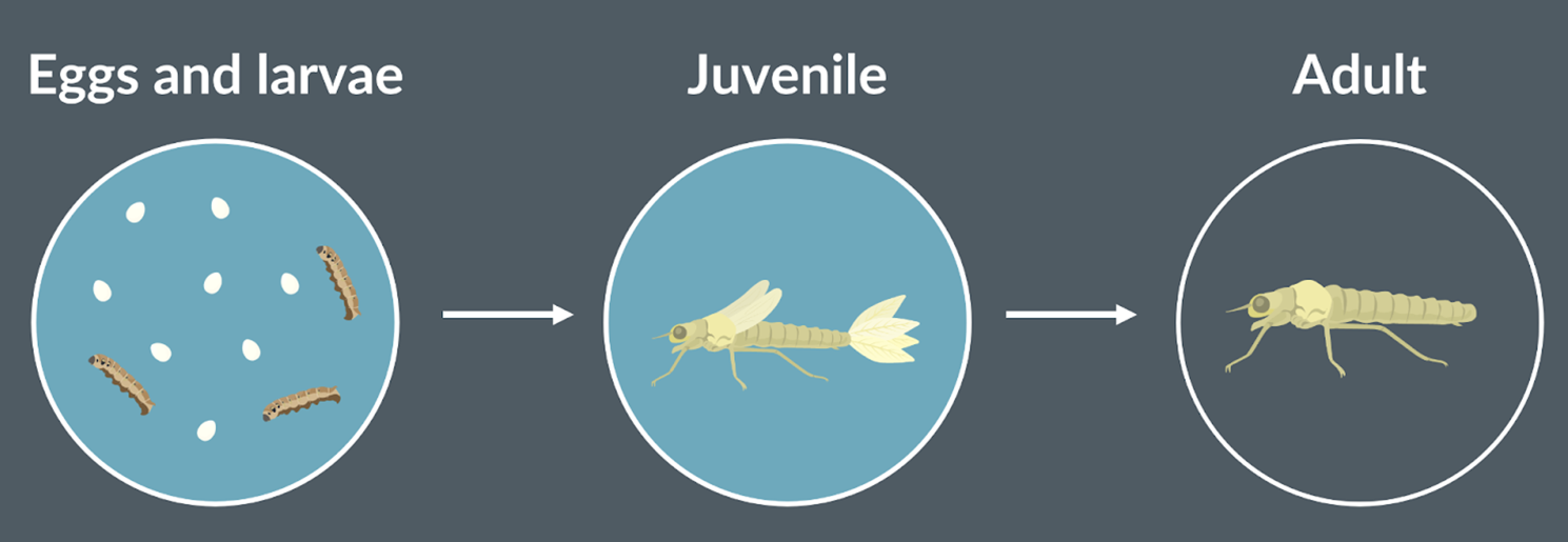 <p>some insects live first part of their life in water where they can get oxygen from going to the surface of the water, where air can enter the spiracles </p><p>some species have gills instead of spiracles and tracheae. <span>this adaptation is more common when the insect is a type that hunts prey underwater. hunting and chasing requires a higher rate of respiration = higher oxygen demand.&nbsp;</span></p><p><span>to meet this demand, the insect needs gills to extract oxygen from the surrounding water so it doesn’t have other return to surface constantly.</span></p><p><span>when these  insects get older and leave the water, they lose their gills in favour of spiracles, tracheae</span></p>