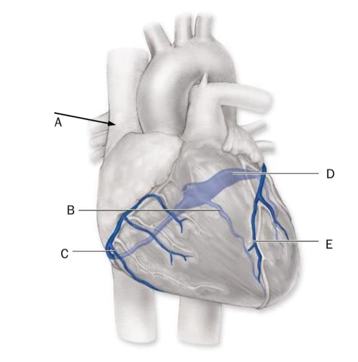 <p>Match the coronary vein with the indicator letter in the diagram</p>