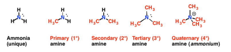 <ul><li><p><span style="background-color: transparent;"><span>Primary (1</span><sup><span>o</span></sup><span>) : a nitrogen bonded to only 1 other carbon</span></span></p></li><li><p><span style="background-color: transparent;"><span>Secondary (2</span><sup><span>o</span></sup><span>): a nitrogen bonded to 2 other carbons</span></span></p></li><li><p><span style="background-color: transparent;"><span>Tertiary (3</span><sup><span>o</span></sup><span>): a nitrogen bonded to 3 other carbons</span></span></p></li><li><p><span style="background-color: transparent;"><span>Quaternary (4</span><sup><span>o</span></sup><span>): a nitrogen bonded to 4 other carbons</span></span></p></li><li><p><span style="background-color: transparent;"><span>Amines are polar compounds </span></span></p></li><li><p><span style="background-color: transparent;"><span>Both 1° and 2° amines form hydrogen bonds </span></span></p></li><li><p><span style="background-color: transparent;"><span>All amines are weak bases</span></span></p></li></ul><p></p>