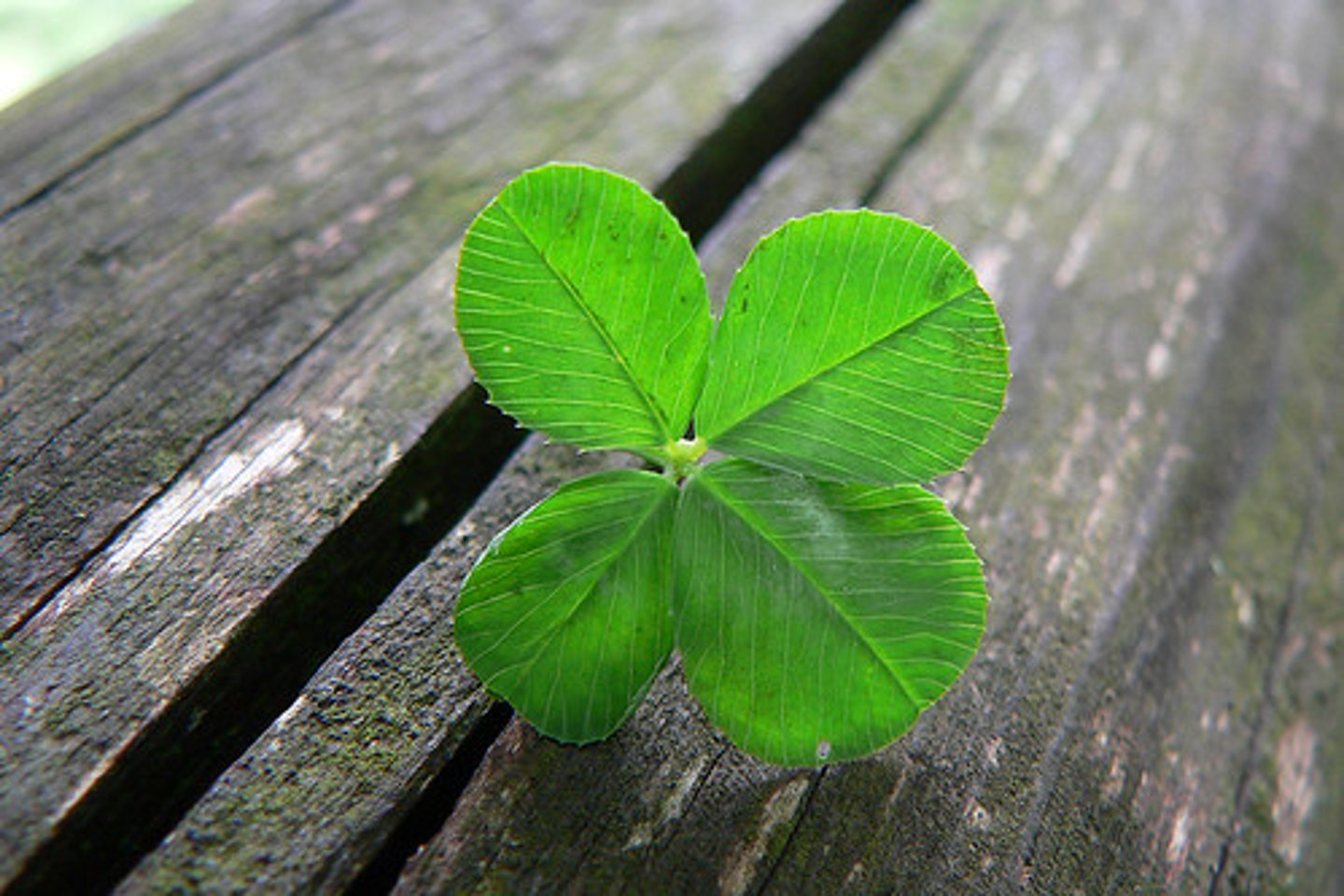 <p>lucky; to have good luck or a favorable outcome, often due to circumstances beyond your control, for example to be fortunate to be hired by...</p>