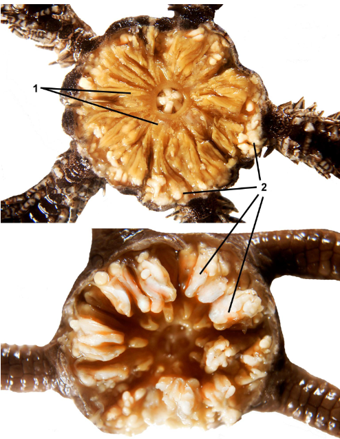 <p>class</p><p>label</p>