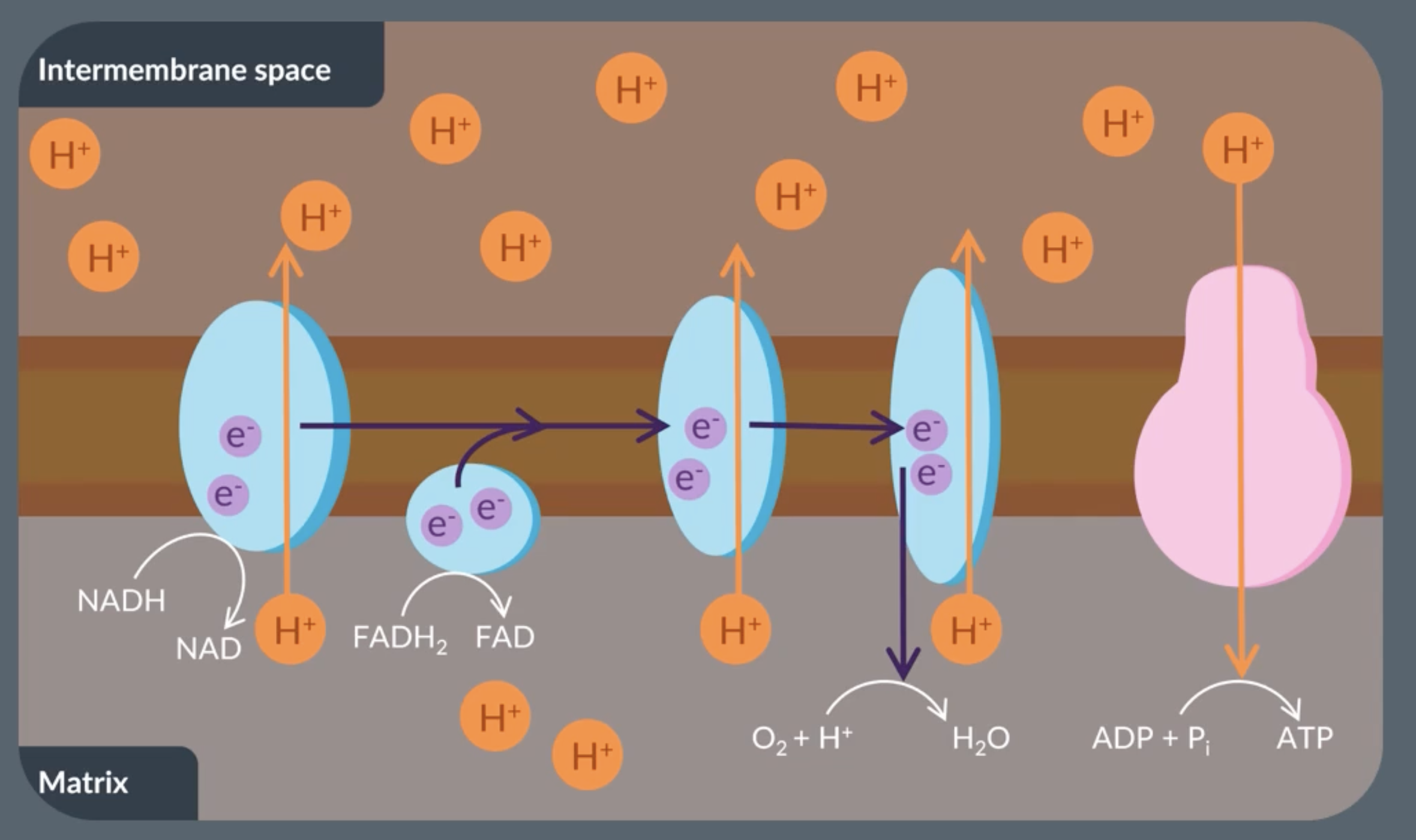 <p>In oxidative phosphorylation, electrons supplied by reduced NAD and reduced FAD are transferred through the electron transfer chain via a series of oxidation-reduction reactions.<br><br>Next, these oxidation-reduction reactions provide energy to the electron transfer chain. As a result, protons move from the matrix to the intermembrane space via active transport. This ensures that a proton gradient is maintained across the inner membrane.<br><br>Additionally, the electrons in the final inner membrane protein react with oxygen and protons to form water. Through this reaction, oxygen is also known as the final electron acceptor.<br><br>Finally, chemiosmosis through ATP synthase results in the production of ATP</p>