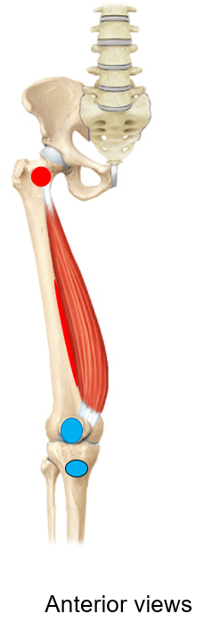 <p>What are the red areas referring to? are they an insertion/origin, for what muscle?</p>