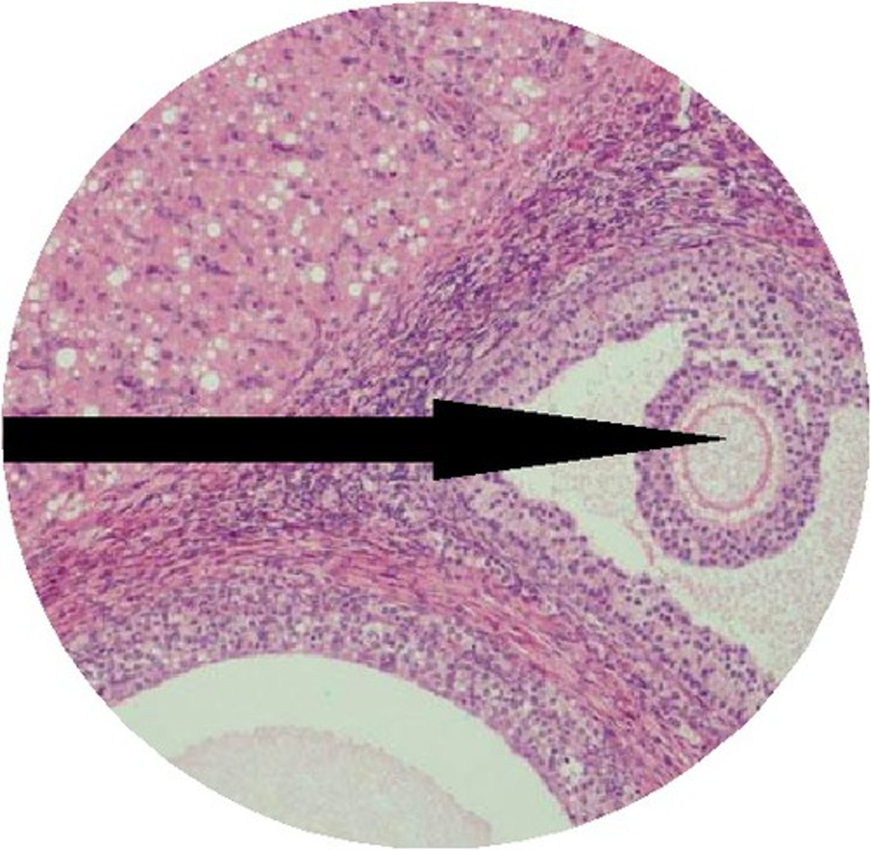 <p>immature egg</p>