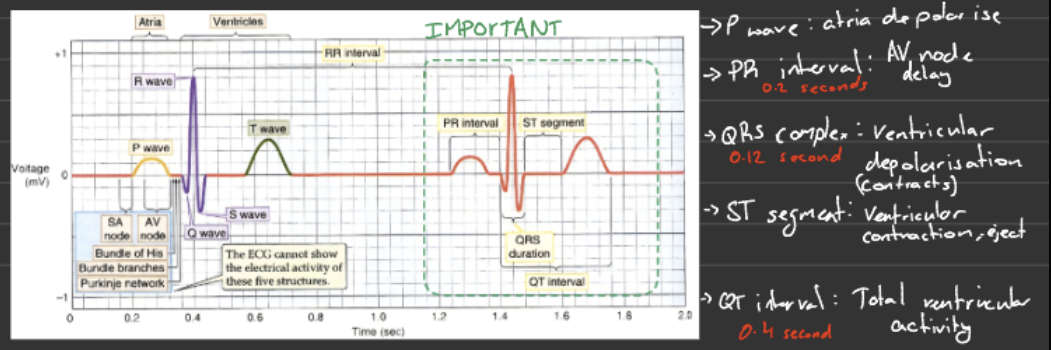 <ul><li><p><strong>P wave</strong> → atria depolarise → <strong>atria contract (atrial systole)</strong></p></li><li><p><strong>PR interval</strong> → delay at AV node → <strong>ventricles fill with blood</strong></p></li><li><p><strong>QRS complex</strong> → ventricles depolarise → <strong>ventricles contract (ventricular systole) - AV valves close</strong></p></li><li><p><strong>ST segment</strong> → ventricular contraction → <strong>blood is ejected</strong></p></li><li><p><strong>T wave</strong> → ventricles repolarise → <strong>ventricles relax (diastole)</strong></p></li></ul><p></p>