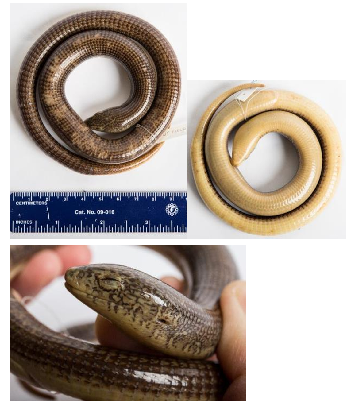 <p>Eastern Glass Lizard family & family name</p>
