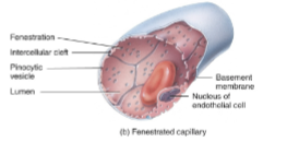 <p>Fenestrated capillaries description</p>