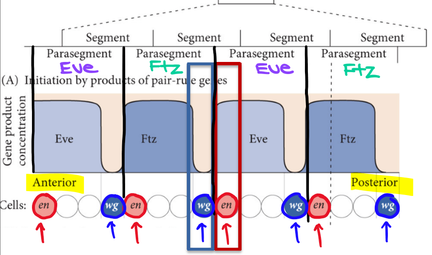 <ul><li><p>Engrailed (en) </p><ul><li><p>TF</p></li><li><p>Anterior compartment of each parasegment</p></li><li><p>Activated by Ftz and Eve</p></li></ul></li><li><p>Wingless (wg)</p><ul><li><p>Wnt Ligand</p></li><li><p>Posterior compartment of each parasegment</p></li><li><p>Activated where there are no pair-rule genes</p></li></ul></li></ul><p></p>