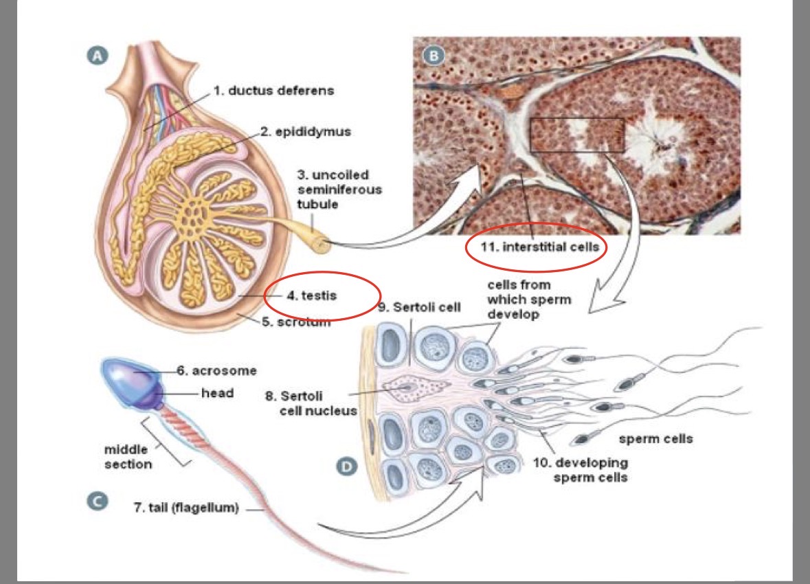 <p><strong>sacs</strong> under bladder</p><p>secret <strong>fructose</strong> (<strong>food</strong> for sperm) &amp; <strong>prostaglandins</strong> (stimulates uterine <strong>contractions</strong> → helps sperm <strong>move</strong> up uterus)</p><p>60% of total semen volume</p>