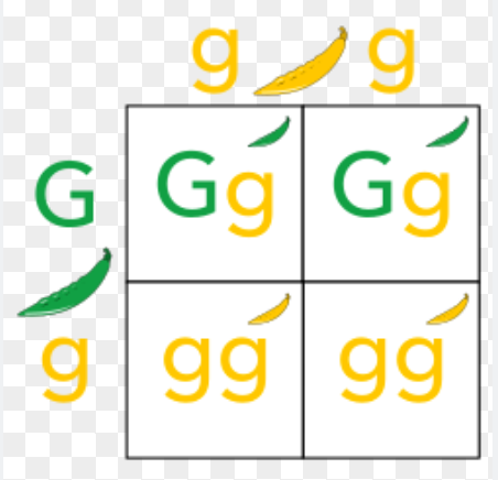 <p>are used to predict the probability of offspring inheriting particular genotypes and phenotypes</p>