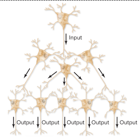 <p>spreads information from one presynaptic neron to several postsynaptic neurons </p><p>*ex: walking, proper balance, posture, and motion</p>