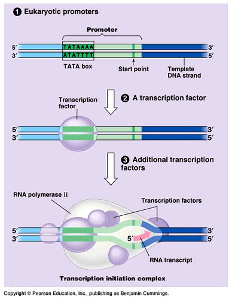 <p>A specific nucleotide sequence in DNA that binds RNA polymerase and indicates where to start transcribing RNA.</p>