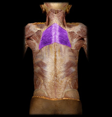 <p>scapular retraction, downward rotation, elevation</p>
