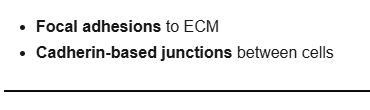 <p>Focal adhesions and Cadherin-based junctions </p>
