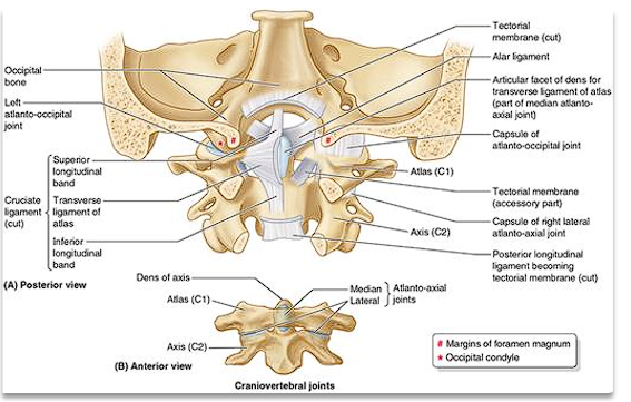 <ul><li><p><span style="font-family: "Century Gothic";">Between atlas (C1) and occipital bone of the cranium</span></p></li><li><p><strong>Synovial joint of condyloid type-thin, loose capsules</strong></p></li><li><p><span style="font-family: "Century Gothic";">Permit nodding of the head (<strong>extension and flexion</strong>) <strong>the </strong></span><span style="font-family: "Century Gothic"; color: red;"><strong>“YES” motion</strong></span></p></li><li><p><span style="font-family: "Century Gothic";">Permit <strong>sideways tilting </strong>of the head (lateral flexion)</span></p></li></ul><p></p>
