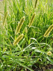 <p>nonnative. Setaria spp.</p>