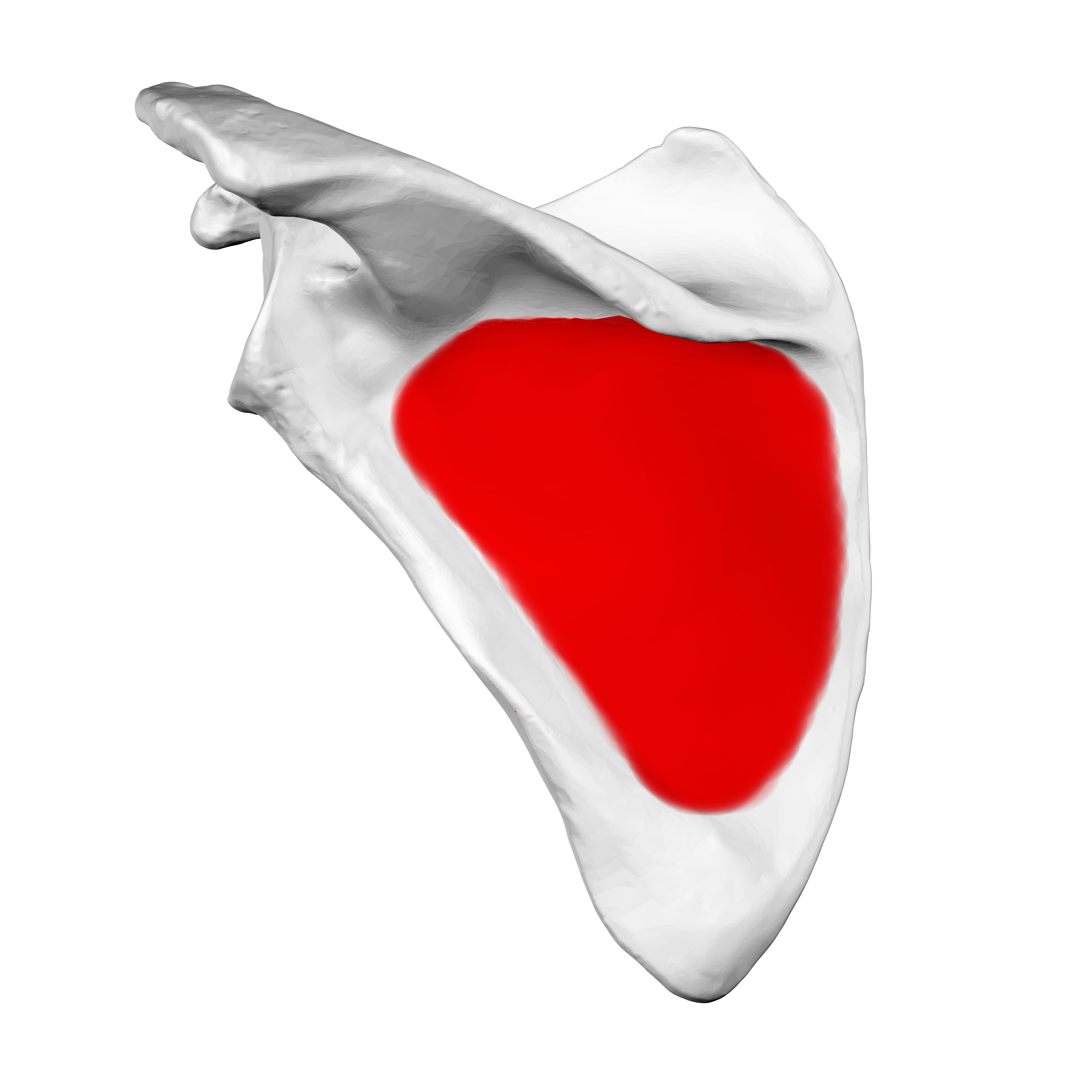 <p>Infraspinous Fossa</p>