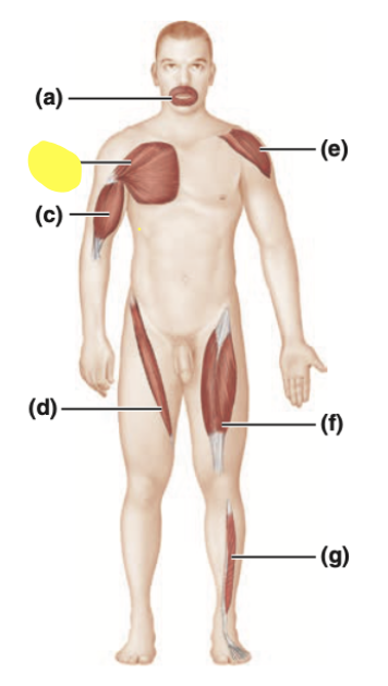 <p>name this muscle shape</p>