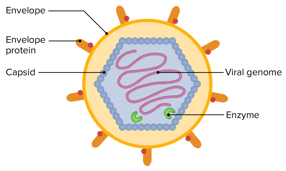 <ul><li><p>Have a lipoprotein membrane surrounding their nucleocapsid </p></li><li><p>Can be either RNA or DNA viruses </p></li><li><p>Can attach to and infect animal host cells </p><ul><li><p>A few can infect plants/bacteria because of the cell walls surrounding the cell membrane </p></li></ul></li><li><p>During infection, the entire virion enters animal cell </p></li><li><p>Can exit more easily </p></li></ul><p></p>