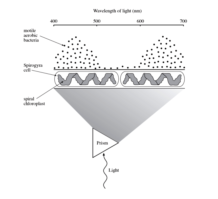 <p>Determine wavelengths most used</p><p></p><p>Algae spirogyra suspension motile aerobic bacteria</p><p>Prism refract white light → rainbow`</p><ul><li><p>Wavelengths making most oxygen corespond</p></li><li><p>Bacteria migrate towards region with highest oxygen concentration (blue and red) <strong>most photosynthetic activity</strong></p></li></ul><p></p>