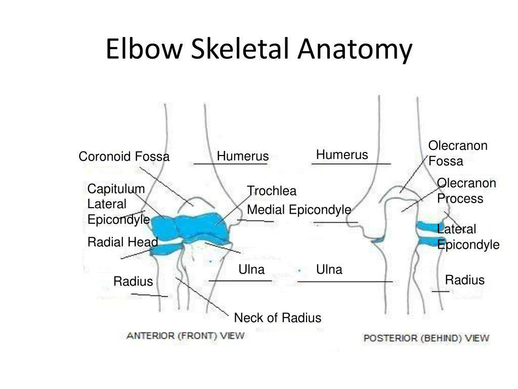 <p>Elbow </p>