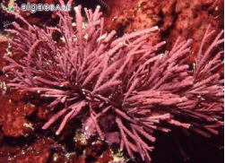 <p>Red algae (Rhodophyta)</p>