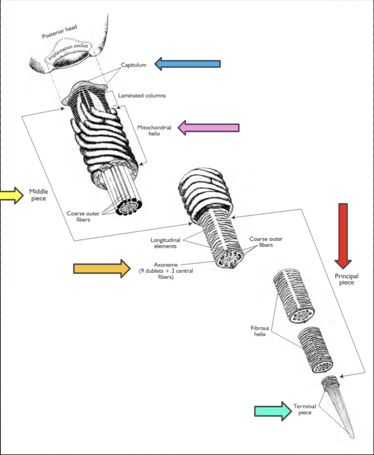 <p>Middle piece - where energy is utilized</p>