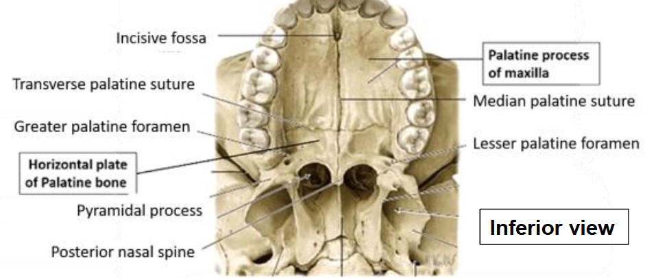 <ul><li><p>palatine process of maxilla </p></li><li><p>horizontal plate of the palatine bones </p></li></ul><p></p>