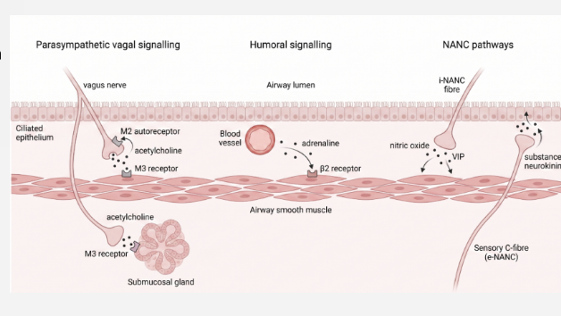 <p>The <strong>parasympathetic nervous system</strong>, mainly through the vagus nerve.</p><ul><li><p>ACh activates the M3 receptors ( Gq), which leads to smooth muscle contraction and increased gland secretion </p></li><li><p>M2 ( Gi) autoreceptor on the nerve terminal further limits ACh release; resting bronchomotor tone is vagal </p></li></ul><p></p>