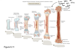 <p>Medullary cavity</p>