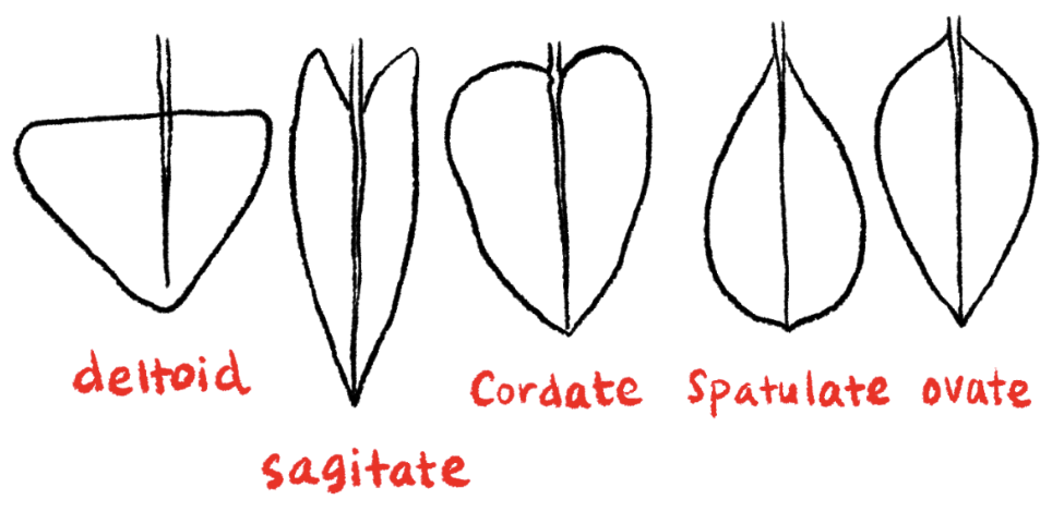 <p><strong>Spatulate leaf shape</strong></p><p><strong>Spoon-shaped; narrow at the base and broader toward the apex.</strong></p>