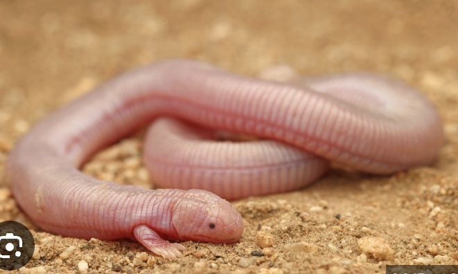 <p>worm lizards</p>