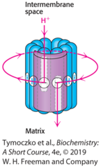 <p>Subunits in ATP synthase that are the part that rotates and binds H+. # ATP produced/stoichiometry varies with organism </p><p>-For every 360 rotation, produces 3 ATP in Yeast</p><p>-Large C likely selected for in phototrophs</p>
