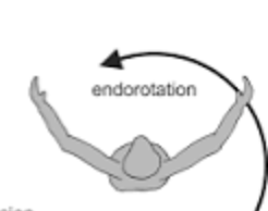 <p>inward rotation</p>